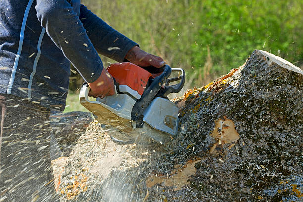 Trusted Highland City, FL Tree Service Experts